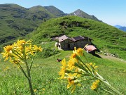 33 Tephroseris longifolia  (Senecione di Gaudin) con vista su Baita Zuccone